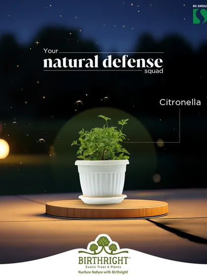 This is your natural defense squad against monsoon pests. I recommend plants like Citronella that act as a natural, chemical-free mosquito repellent, keeping your home protected and smelling fresh.