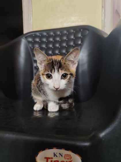 Cherry sitting politely in a chair, looking like a little loaf. She is desperately waiting for a family.