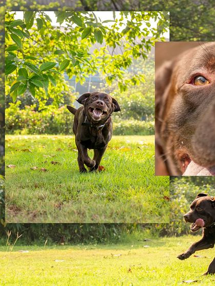 A collage capturing the goofy and energetic personality of Tofu the chocolate Labrador during his outdoor playtime.