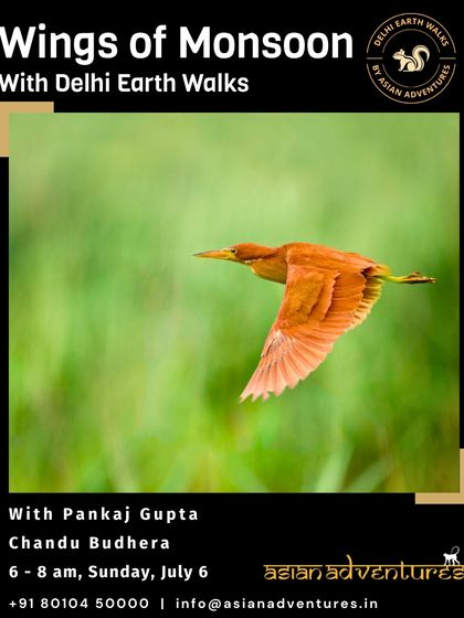 Urban Bird Watching photo 30