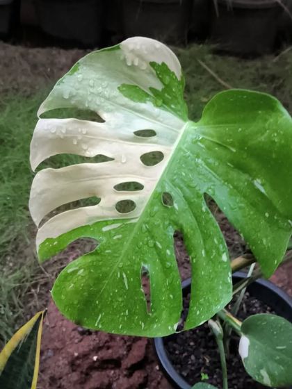 Rare & Collector's Plants photo 9