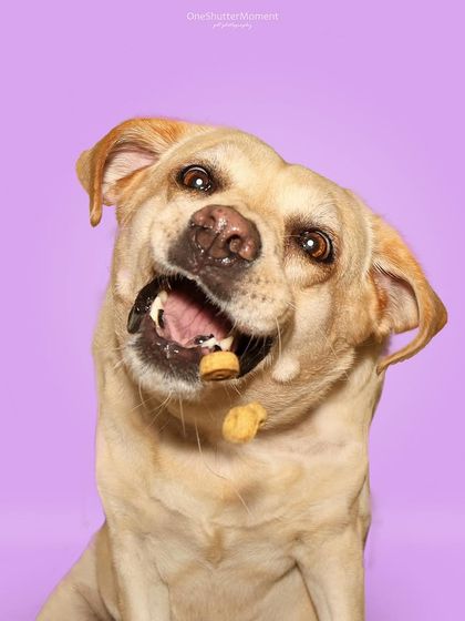 Priyanka - Themed & Special Occasion Pet Photography The Goofy & The Majestic: Studio Portraits photo 6