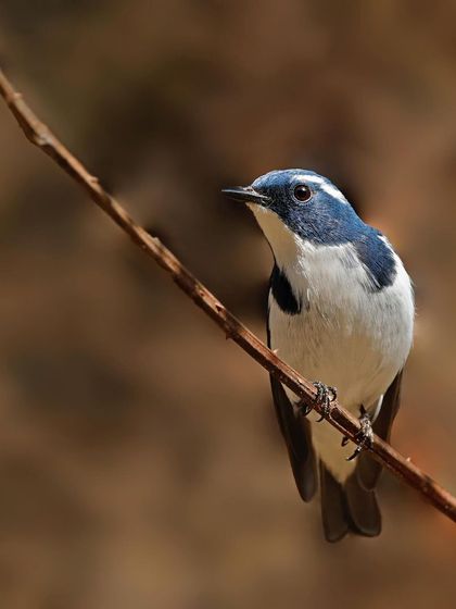 An Ultramarine Flycatcher sits on a diagonal twig against a warm, brown, out-of-focus background. The simple composition highlights the bird's delicate shape and striking blue and white colors.