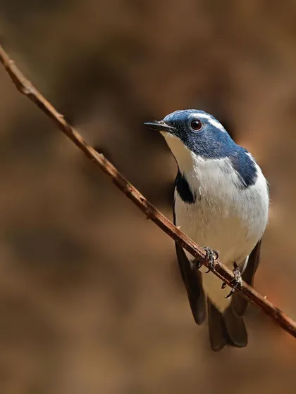 An Ultramarine Flycatcher sits on a diagonal twig against a warm, brown, out-of-focus background. The simple composition highlights the bird's delicate shape and striking blue and white colors.