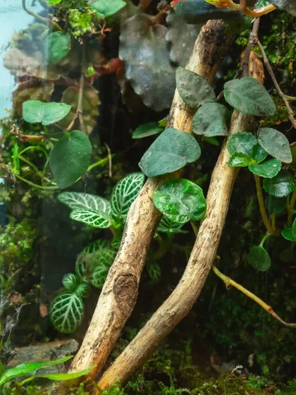 A close-up on the details inside the cylinder, with a nerve plant (fittonia) and delicate vines climbing a piece of wood.