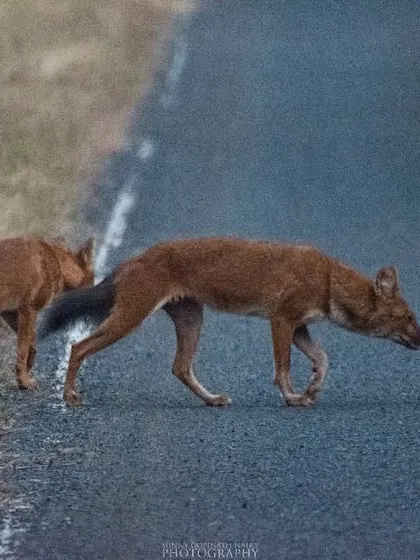 Two Dholes from the pack cross the road, sniffing the ground as they go. Their reddish coats and bushy black tails are distinctive features.