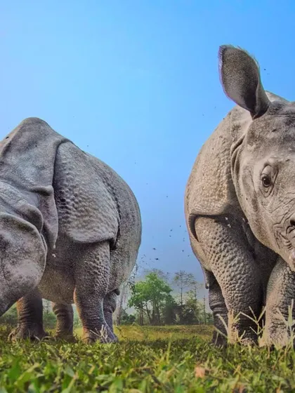 A curious Indian Rhino calf stays close to its mother in Manas National Park. The mother is fiercely protective, a necessary trait in a habitat they share with tigers.
