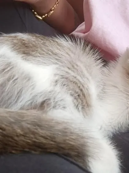Biscuit taking a nap on a lap, completely content and peaceful. He is looking for a home where he can feel this safe forever.