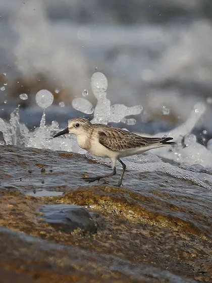 A Red-necked Stint makes a grand entrance as a wave crashes behind it. This uncommon migratory bird was a fleeting visitor to Singapore's shores, staying for only a couple of days. Capturing this dynamic moment was a matter of pure luck.