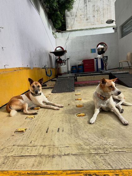 Road To Trail Club - Road Running Coaching (10k to Marathon) Our Pack: The Dog-Friendly Running Club photo 25