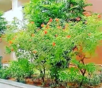 A flowering Tecoma bush adds a splash of orange to this apartment complex garden. Our maintenance ensures that flowering trees and shrubs are healthy and bloom beautifully season after season.