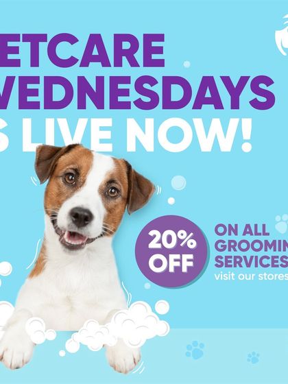 Chasing Tails - In-Studio Pet Grooming & Spa Special Offers & Pampering Deals photo 4