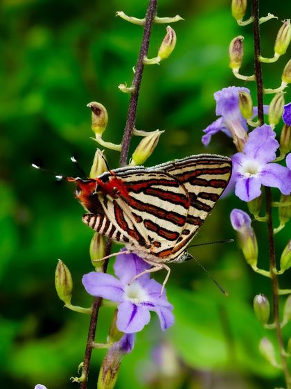 A Common Silverline butterfly rests on a cluster of purple flowers. The intricate red and black stripes on its wings are stunningly beautiful. Macro photography allows us to appreciate these delicate patterns.