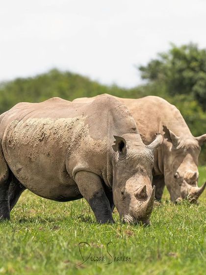 Twin Stares. It's a rare and precious sight to see these magnificent, endangered animals grazing peacefully. This image is a reminder of what we stand to lose and why conservation is so critical.