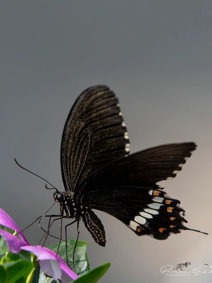 A side profile of the Common Mormon, showing the delicate details on the underside of its wings.