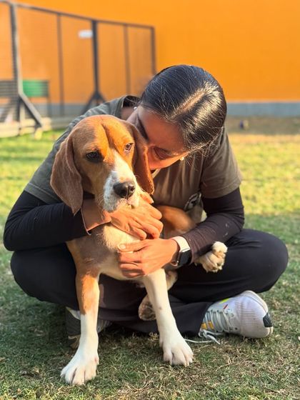 Little Simba the Beagle is not quite feeling the Monday vibes. We all have those days!