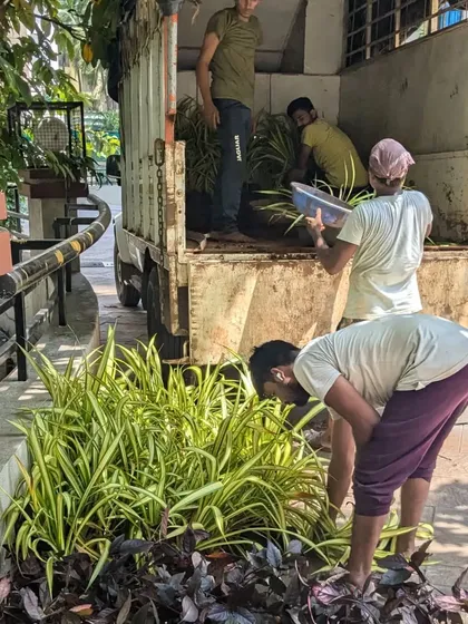 Our team unloads new Spider Plants and other ground cover from a truck, ready for on-site replanting.