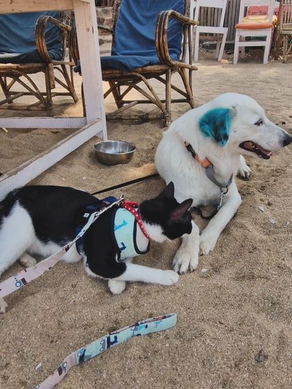 Mamppi Deb - Creative Grooming My Life with Pets photo 4