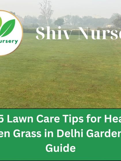 Here are my top 5 lawn care tips for healthy green grass in Delhi gardens. I provide expert guidance to help you maintain a beautiful lawn.