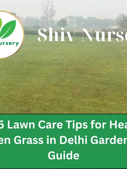 Here are my top 5 lawn care tips for healthy green grass in Delhi gardens. I provide expert guidance to help you maintain a beautiful lawn.