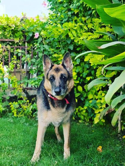 A beautiful German Shepherd standing in the lush green area just outside the boarding kennels.