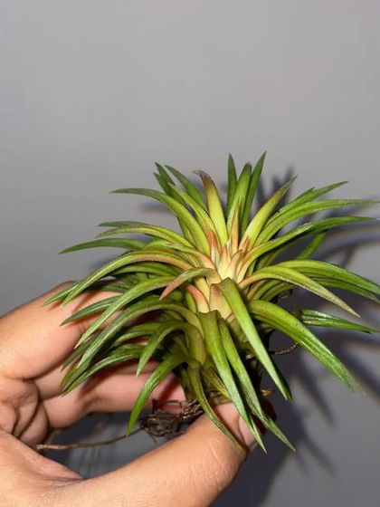 Another variety of air plant, showing its spiky leaf form. They can be placed in terrariums, on wood, or in special holders.