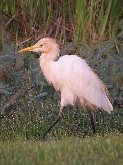 A Cattle Egret in semi-breeding plumage. These birds get their name from their habit of following cattle and other large animals, feeding on the insects they stir up.