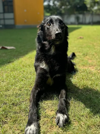 The handsome Shifu, relaxing in the sun after a good training session.