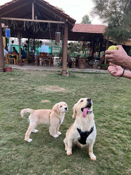 Poochkoo Mutts & Nutts - Dog-Friendly Cafe & Events Splash & Play: Pool and Off-Leash Fun photo 7