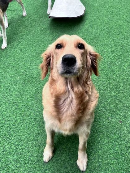 A sweet Golden Retriever patiently waiting. Their calm temperament makes them great companions in a multi-dog environment.