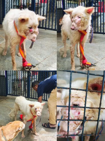 Cupa - Emergency Animal Rescue & Treatment Dog Rescue & Recovery Stories photo 4