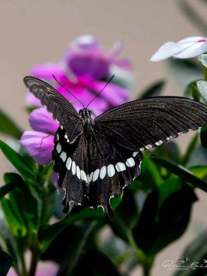 A top-down view of the Common Mormon, its wings spread wide.