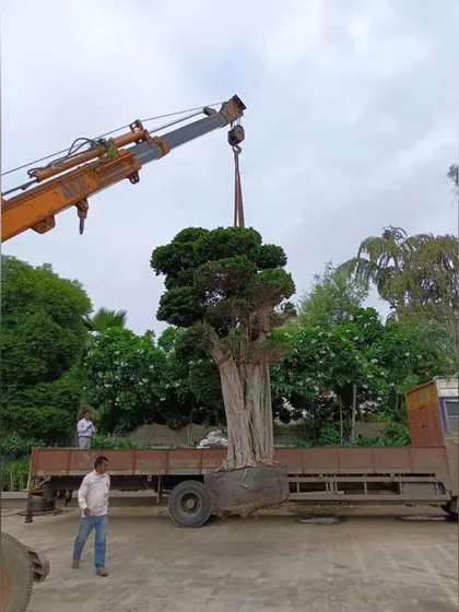 A large specimen tree arrives on site via truck. The logistics of transporting and planting trees of this scale are a key part of our comprehensive landscape service.