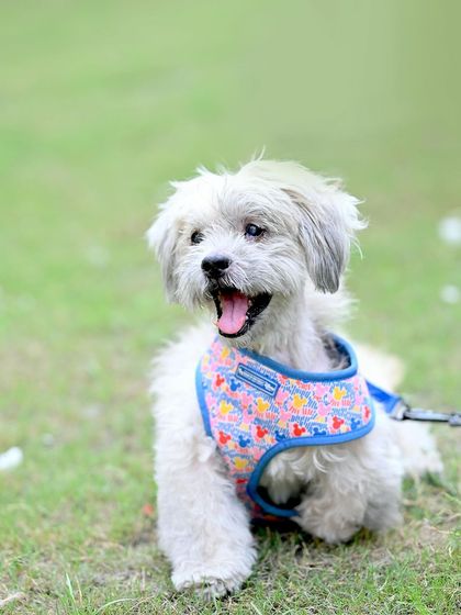 Vishal Diwan - Family & Milestone Photography Outdoor & Lifestyle Shoots photo 11