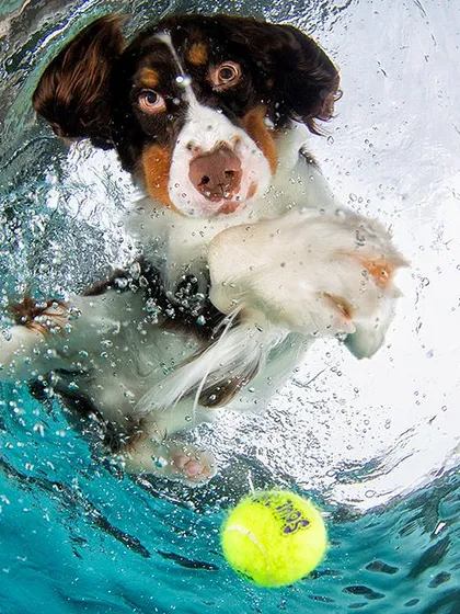 An Australian Shepherd elegantly paddling towards a ball. The swirling water and the dog's focused gaze make for a beautiful and artistic action shot.