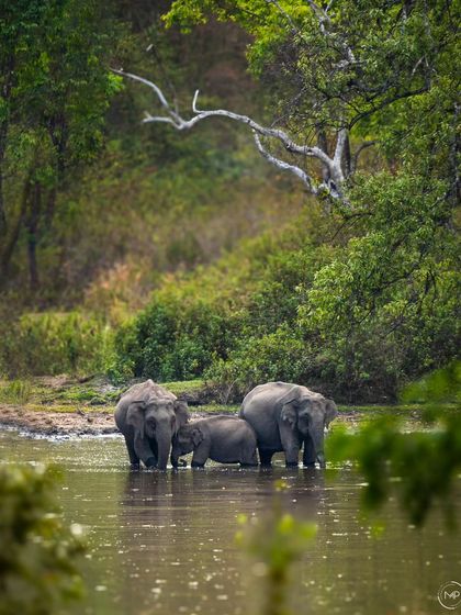 A beautiful family portrait of elephants in the waters of the BRT Tiger Reserve. This image shows the strong bonds within a herd as they gather together.