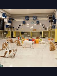 Cat Lounge & Play Sessions