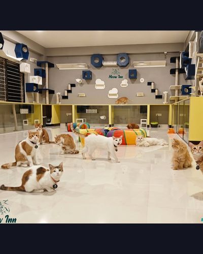 Cat Hotel & Boarding