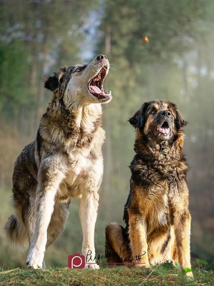 Pragalbh - Commercial Pet Photography On Location: Himalayan Dogs & Livestock photo 3