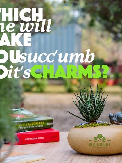Which one will make you 'succ'umb to its charms? A playful look at our irresistible collection of unique and beautiful succulents.
