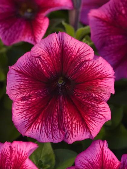 A vibrant pink petunia with delicate veining, showcasing the classic trumpet shape. These flowers are prolific bloomers and a staple for any summer garden.
