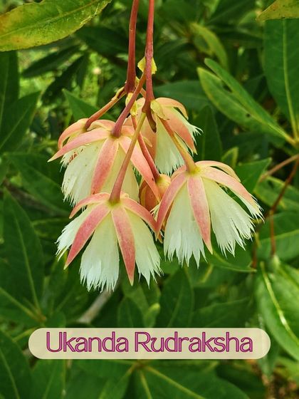 The sacred Rudraksha tree grows in our forest. We watch its flowers bloom and its seeds develop, which are traditionally used to make malas for meditation and spiritual practice.