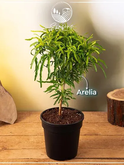 The delicate, feathery foliage of an Arelia plant. This is a versatile indoor plant that we love using to add soft texture and elegance to living spaces.