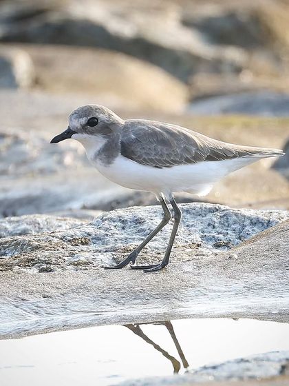 Waders, Ducks & Waterbirds photo 73