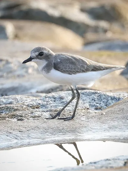 A Tibetan Sand Plover reflected in a small pool of water on the rocks. The migratory season brings many of these fascinating waders to Singapore's shores.