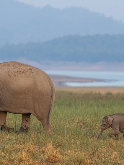 A mother elephant and her tiny calf walk across the vast grasslands of Dhikala. The scale of the landscape emphasizes the vulnerability of the young one and the mother's guidance.