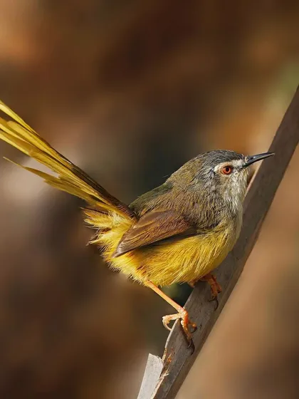 A Yellow-bellied Prinia with its long tail fanned out sits on a diagonal reed. The soft brown background complements the bird's earthy tones.