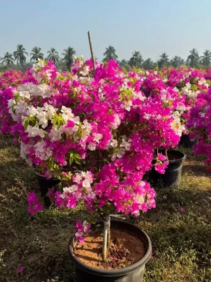 A lovely two-tone Bougainvillea featuring a mix of bright pink and white flowers on the same plant, creating a beautiful natural arrangement.