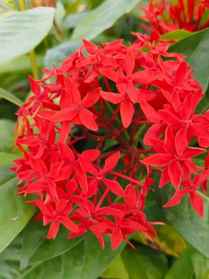 The Ixora plant, also known as Jungle Geranium, produces these dense clusters of star-shaped red flowers. It's a great shrub for warm climates.