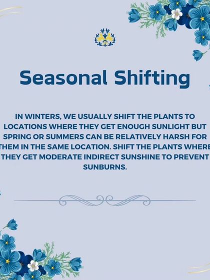 Seasonal shifting is important for potted plants. In spring and summer, we move plants that were in direct sun during winter to a spot with moderate, indirect sunshine to prevent sunburn.